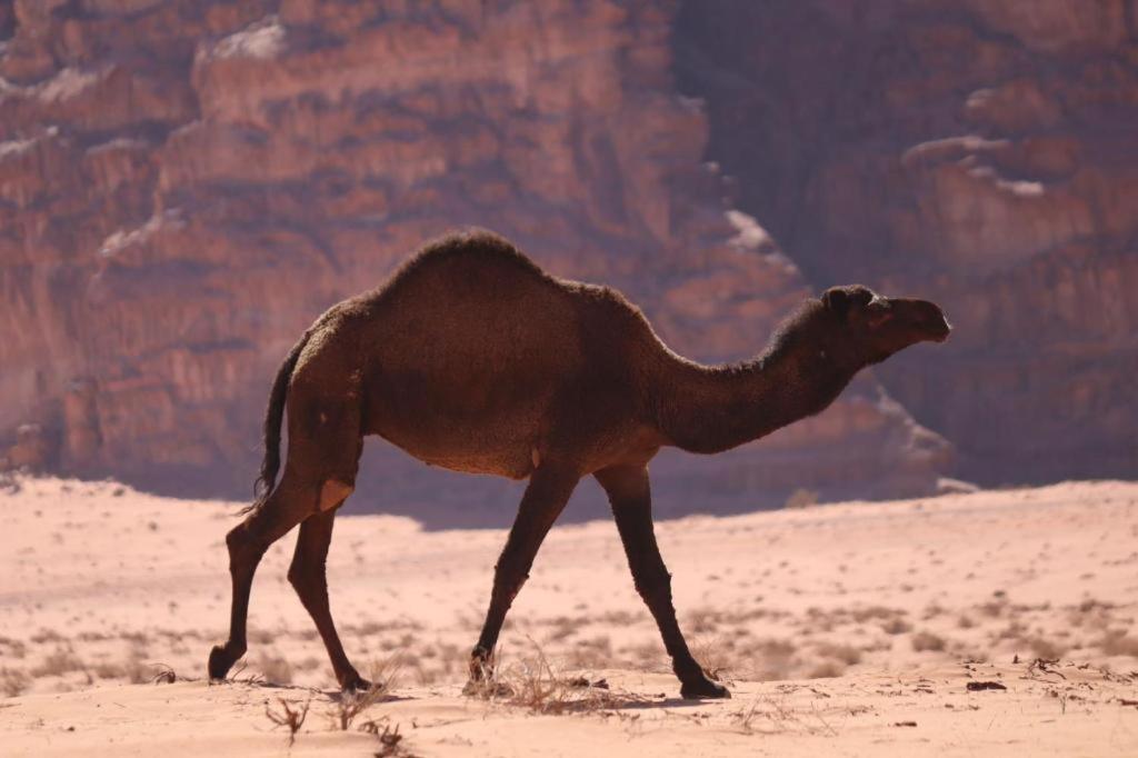 Wadi Rum Desert Heart Camp Екстер'єр фото